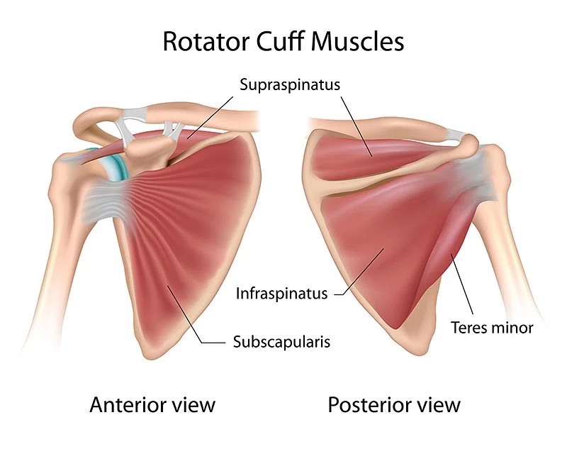 graph of rotator cuff muscles